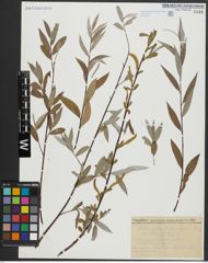 Foto von Salix alba L.